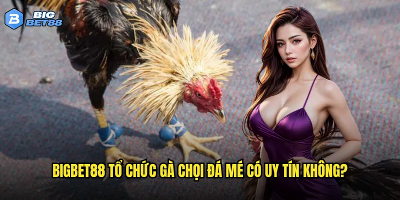 Bigbet88 tổ chức gà chọi đá mé có uy tín không?