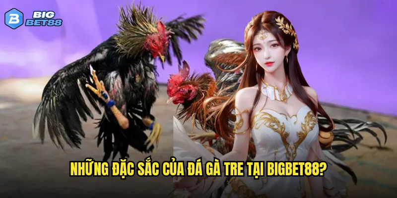Những đặc sắc của đá gà tre tại Bigbet88?