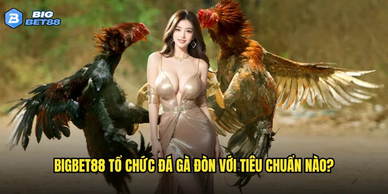 Bigbet88 tổ chức đá gà đòn với tiêu chuẩn nào?