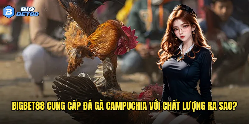 Bigbet88 cung cấp đá gà Campuchia với chất lượng ra sao?