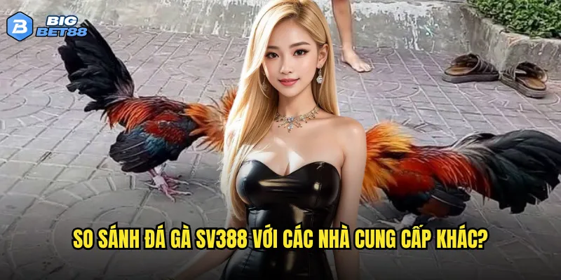 Đá gà SV388 trên nền tảng Bigbet88 có uy tín và an toàn không? 3 So sánh đá gà SV388 với các nhà cung cấp khác?