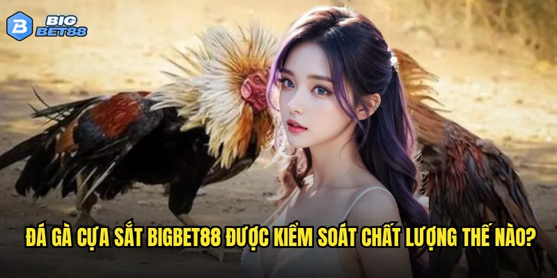 Đá gà cựa sắt Bigbet88 được kiểm soát chất lượng thế nào?