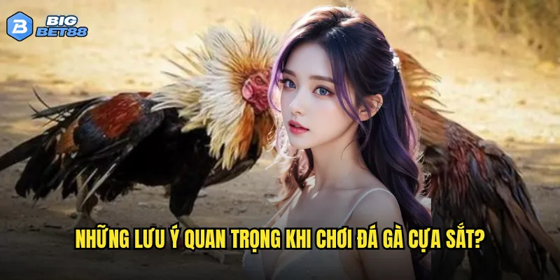 Những lưu ý quan trọng khi chơi đá gà cựa sắt?
